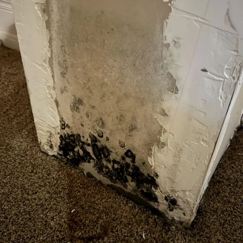 Professional Mold Removal in Warren County, IN
